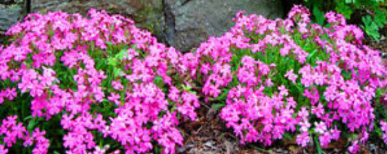 แคทฟลายร์ - ไทรอัมพ์ (Nodding Catchfly - Triumph) / 400 เม็ด (UK)