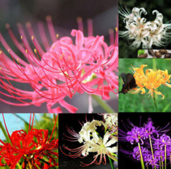 ว่านลิลี่แมงมุม (Spider Lily) คละสี / 100 เม็ด (China)
