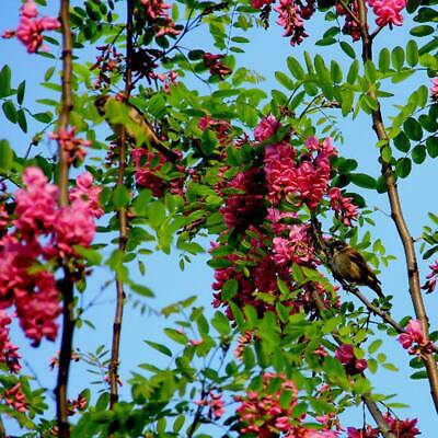 แบล็ค โลคัส (Black locust) / 50 เม็ด (Portugal)