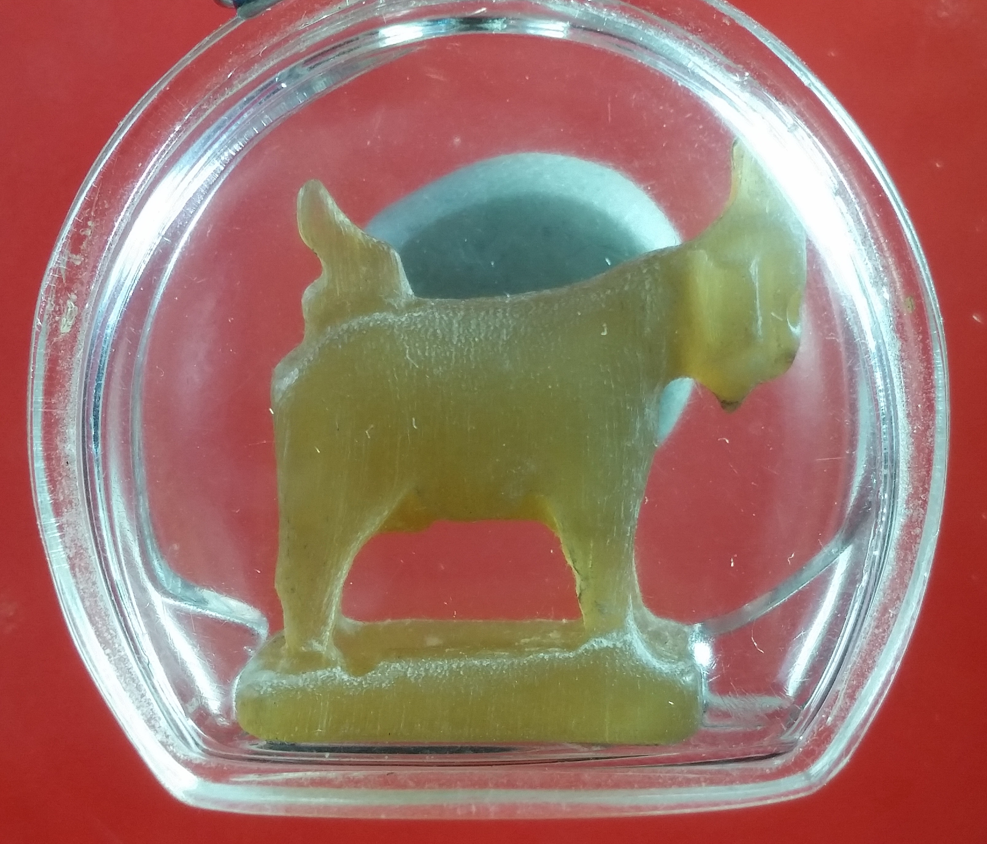 แพะเขาควายเผือกแกะวัดหนองกระบอก จ.ระยอง