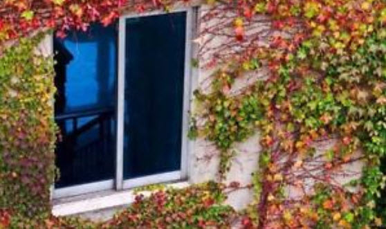 บอสตัน ไอวี่ (Boston Ivy) คละสี / 35 เม็ด