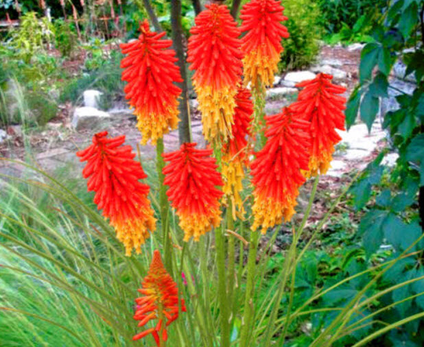 นิโฟเฟียร์ (Kniphofia) หรือ Red Hot Poker / 150 เม็ด (UK)