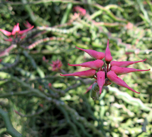 ต้นนกน้อยนำโชค ใบด่าง สูง 20-30 ซ.ม. / ต้น