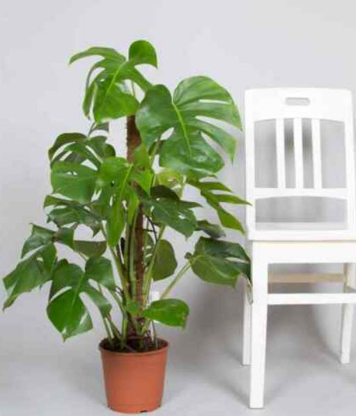 มอนสเตร่า ไจแอนท์ (Monstera Giant) / 5 เม็ด (USA)*
