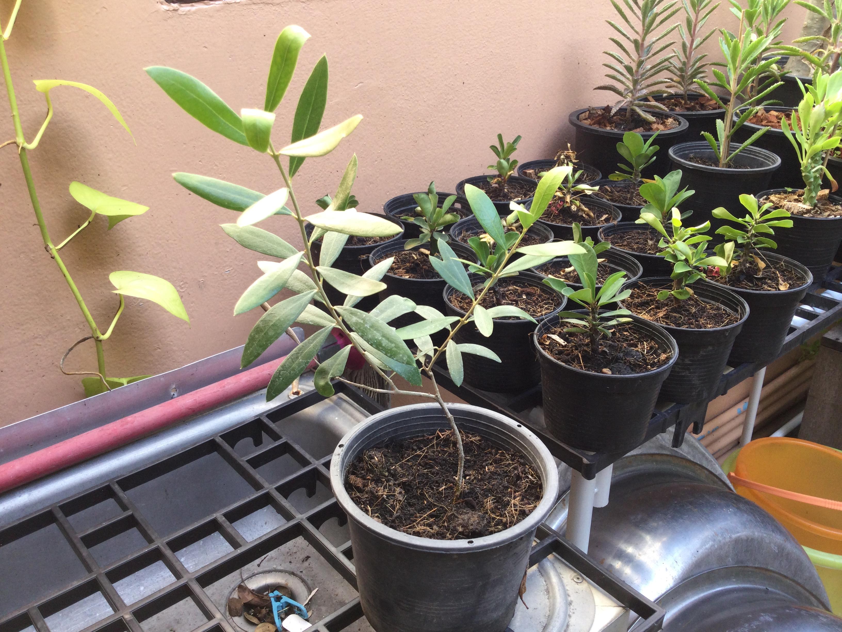 ต้นมะกอกโอลีฟ (Olea europaea) สูง 20-30 ซ.ม. / ต้น