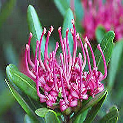 วาราท่าห์ (Waratah) / 10 เม็ด (Australia)