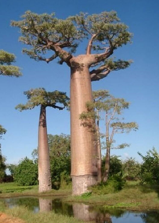 ต้นเบาบับแกรนด์ Baobab - Adansonia grandidieri ขนาด 40-50 ซ.ม.
