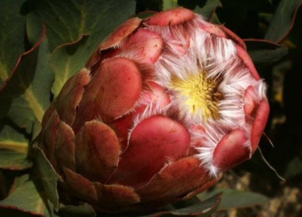 โพรเทีย Protea Grandiceps หรือ Princess Protea / 3 เม็ด (UK)