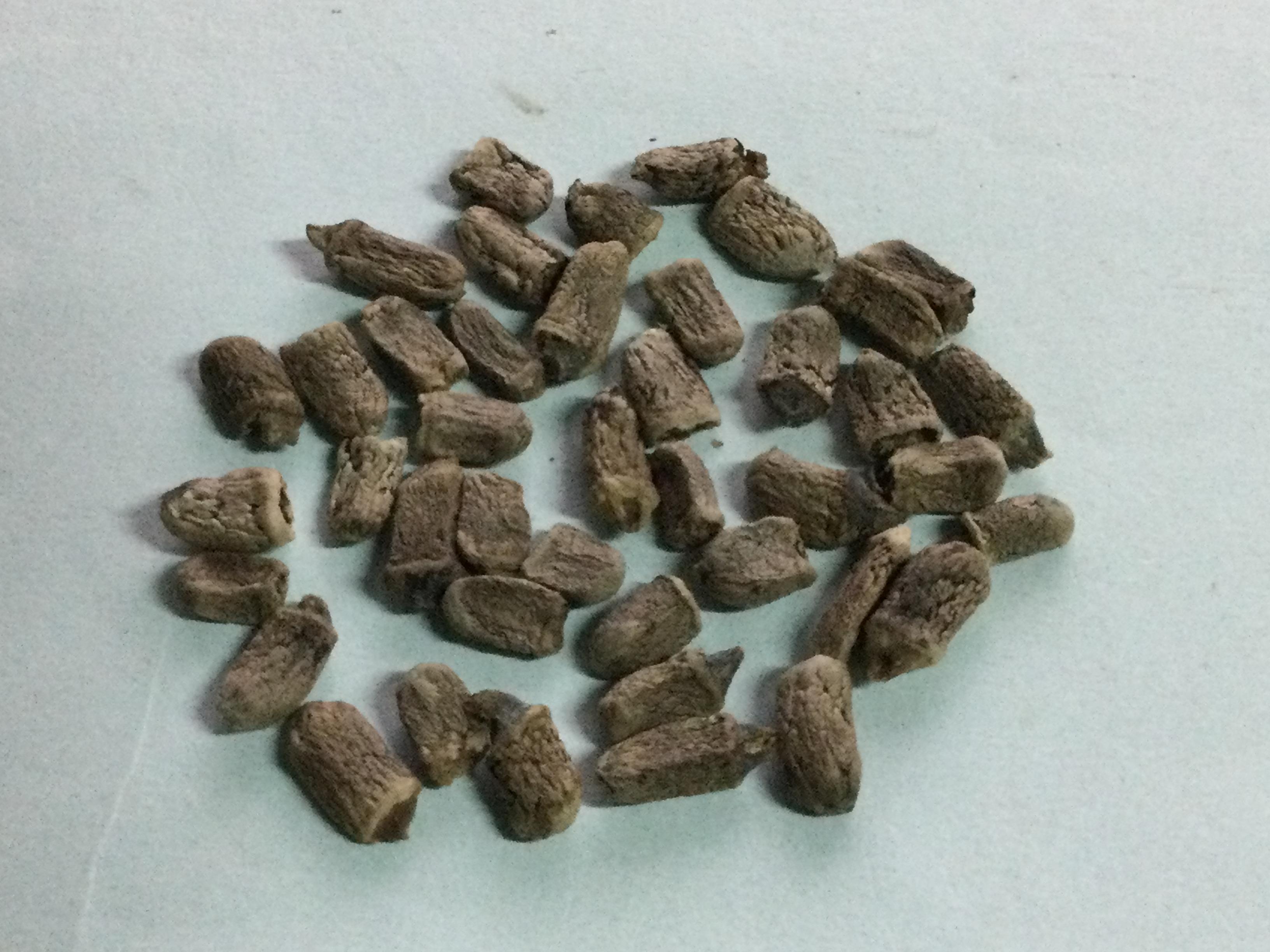 บุกคางคก (Elephant Yam) / 5 เม็ด (P2S)