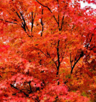 เมเปิ้ลอเมริกัน ออทั่ม เบลซ (Autumn Blaze) / 20 เม็ด