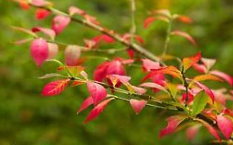 โอเรกอน เกรป (Oregon grape) / 30 เม็ด (UK)