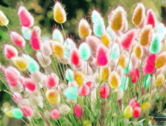 หญ้าหางกระต่าย (Rabbit Tail) คละ / 100 เม็ด