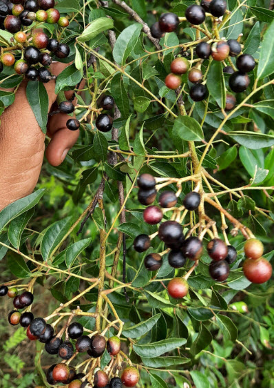 ต้น เคอรี่ลีฟ Indian curry leaves ใบกระหรี่ ใบหอมแขก ใบแกง ต้นเพาะเมล็ดในไทย