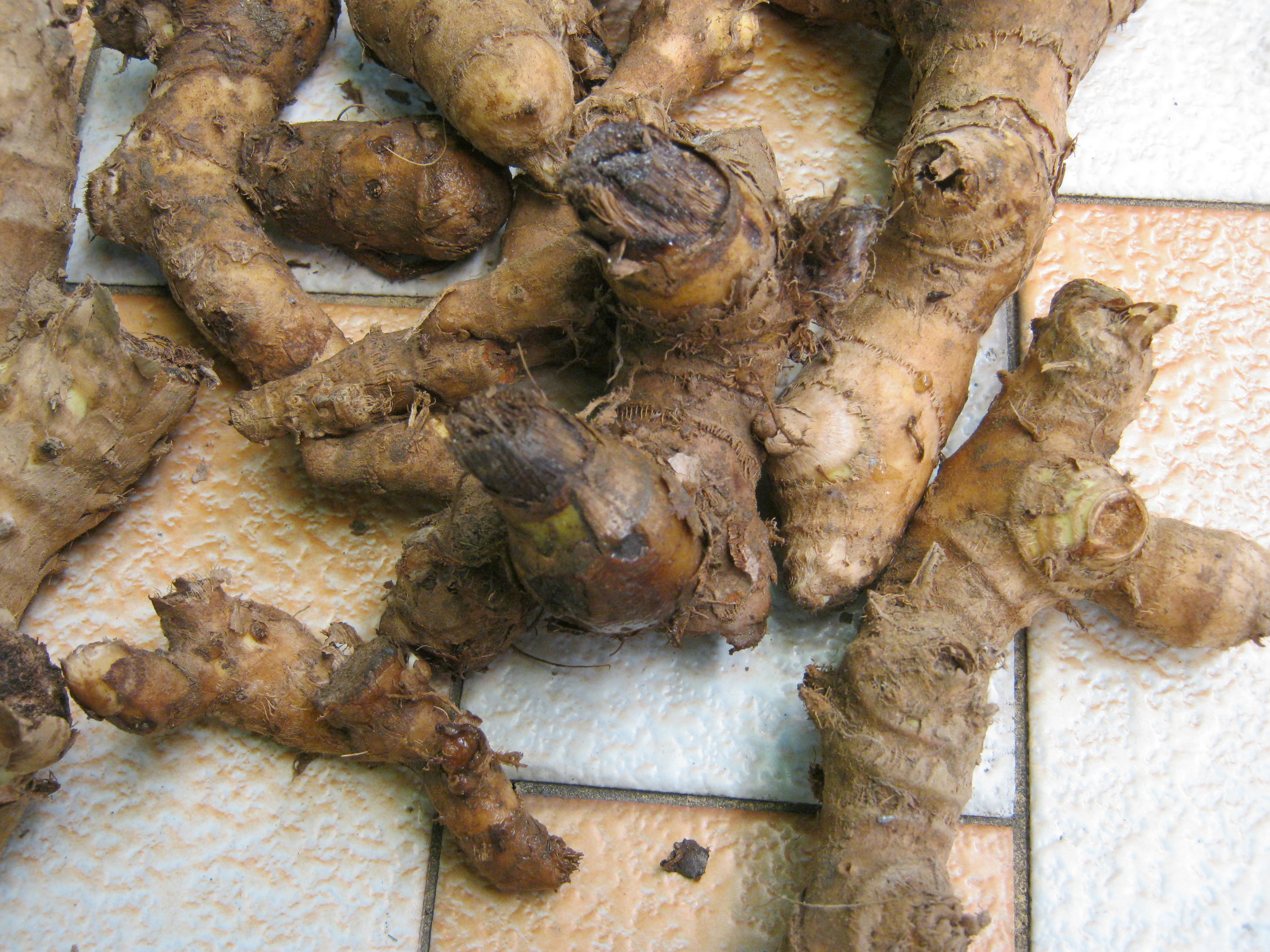 เอื้องหมายนา (Crape Ginger) ดอกขาว / เหง้า