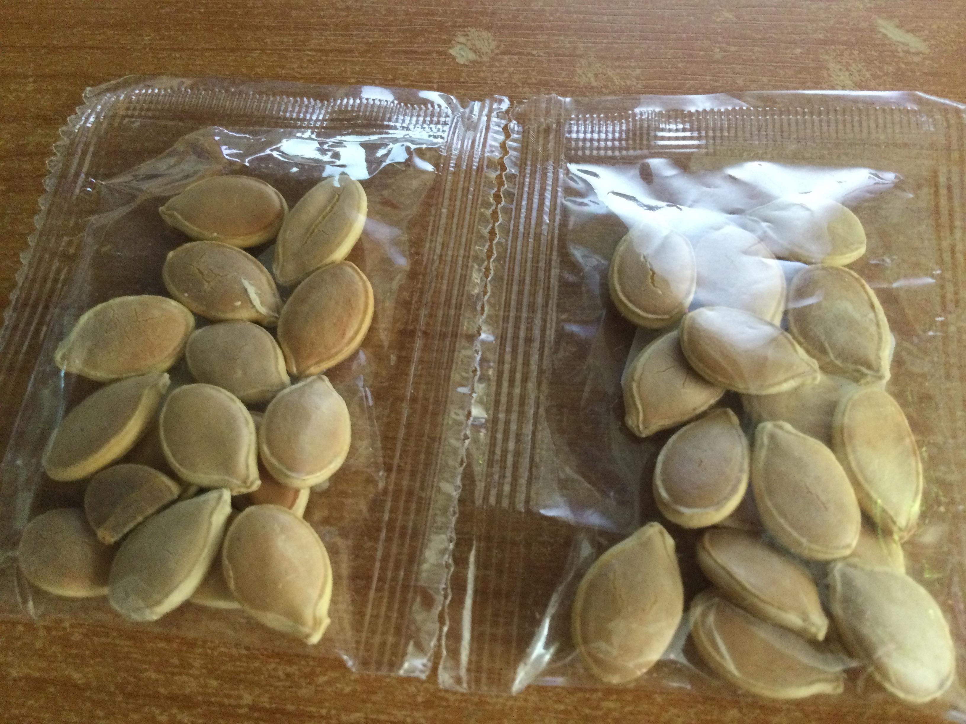 ฟักทองยักษ์ (Giant pumpkin) / 5 เม็ด (China)