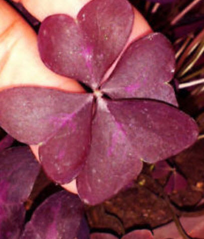 ผีเสื้อราตรี/ปีกผีเสื้อ (Oxalis) / ซอง 2 เม็ด (หายาก)