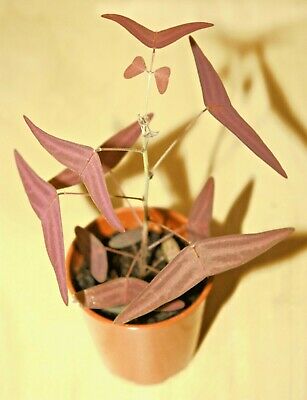 ปีกแมลงปอแดง (Christia Vespertilionis) / 5 เม็ด (France) ** Pre-order**