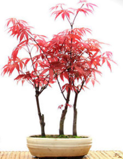 เมเปิ้ลอเมริกันบอนไซ (American Maple Bonsai) สีแดง / 20 เม็ด