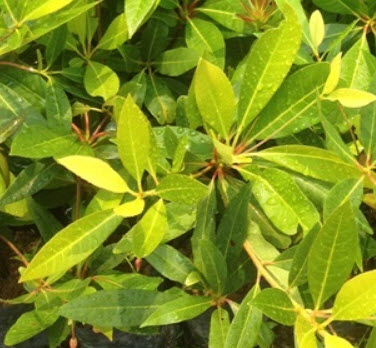 ต้นกระดิ่งนางฟ้า หรือไคร้ย้อย กระถาง สูง 20-30 ซ.ม. / ต้น