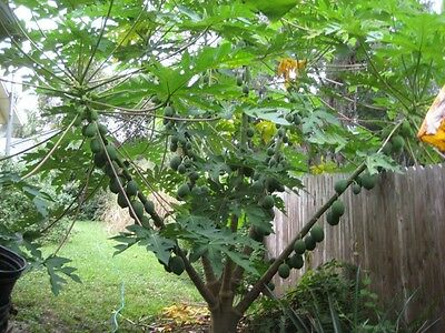 มะละกอ ฟลอริด้า โกลด์ (Florida Gold Papaya) / 10 เม็ด (USA)