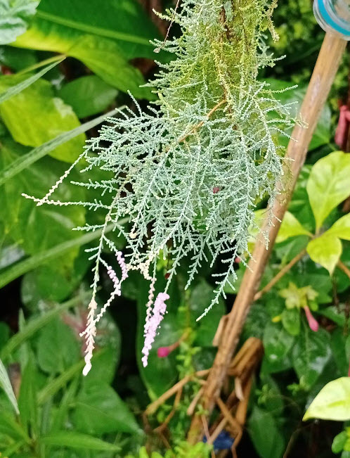 ต้นสนชมพู สนดอกชมพู สนทามาริกซ์ (Tamarix Rosea) กระถาง 10 นิ้ว สูง 75-100 ซ.ม.