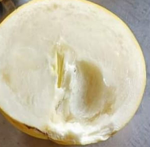 ต้นเอบิวไต้หวัน อะบิว เพาะเมล็ด ต้นใหญ่ สูง 90-110 ซ.ม. ผลใหญ่