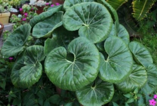 เสือดาว (Leopard plant) / 10 เม็ด (USA)