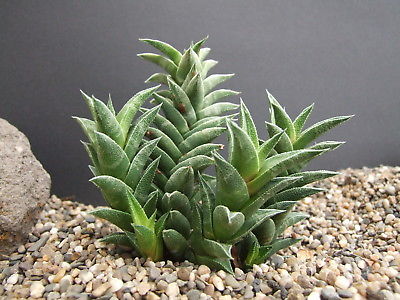 ฮาโวเทีย Haworthia viscosa variegate / 100 เม็ด