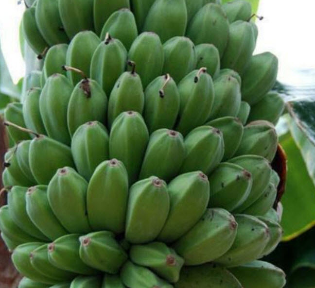 กล้วยหิมาลัย (Himalayan Banana) / 5 เม็ด (France)