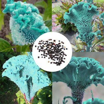 หงอนไก่ สีฟ้า (Blue Cockscomb) / 50 เม็ด (นอก)
