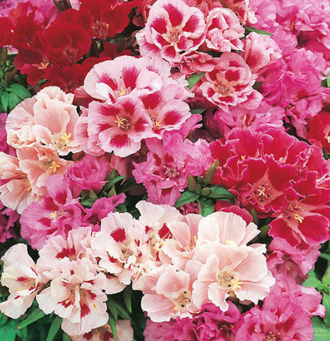 ก็อตดีเทีย (Godetia) คละ / ซอง 400 เม็ด (UK)