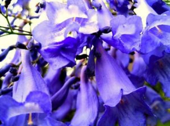 ศรีตรัง (Jacaranda mimosifolia) บอนไซ / 30 เม็ด (UK)