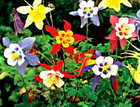 โคลัมบายน์ (Columbine) ต้นเตี้ย คละ / 300 เม็ด (UK)