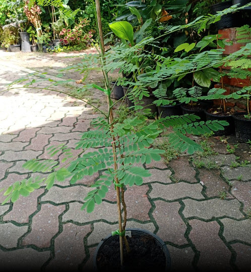 ต้นหางนกยูงไทย สีชมพู สูง 65-80 ซ.ม. กระถาง 8 นิ้ว / ต้น