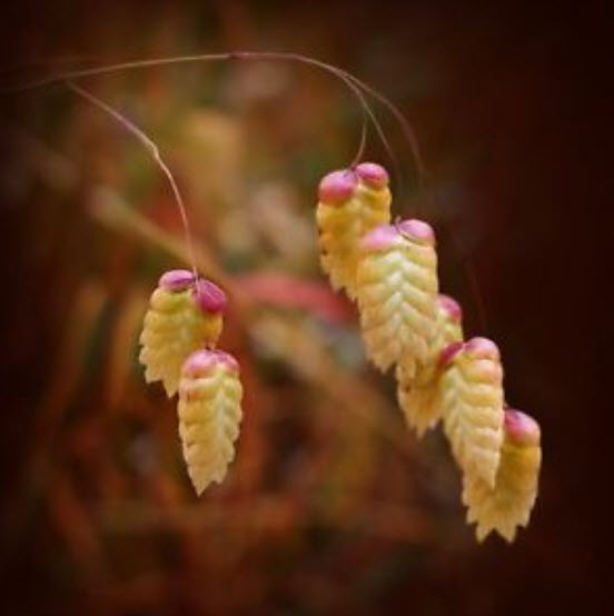 หญ้า Briza maxima / Greater Quaking grass / 250 เม็ด (Poland)