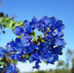 เฟื่องฟ้า (Bougainvillea) สีน้ำเงิน / 50 เม็ด (China) อ่านเงื่อนไขก่อนสั่งซื้อค่ะ