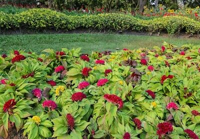 หงอนไก่ (Cockscomb) คละ / 600 เม็ด (Poland)