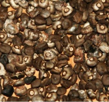 กล้วยลาเวนเดอร์ (Lavender Banana) / 5 เม็ด (South Africa)