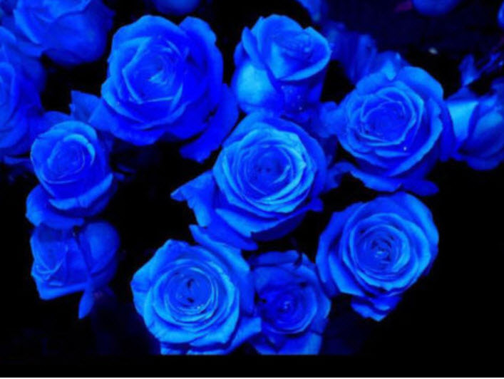 กุหลาบสีน้ำเงินเข้ม / 100 เม็ด