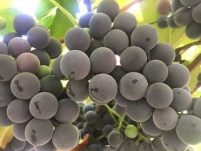 องุ่นดำเคียวโฮน้ำผึ้ง (Honey Kyoho Grape) / 10 เม็ด (USA)