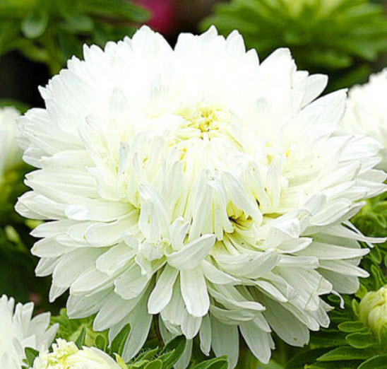 แอสเตอร์จีน - มิลาดี้ ไวท์ (China Aster - Milady White) สีขาว / 400 เม็ด (UK)