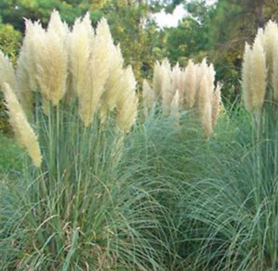 หญ้าภูเขา (pampas grass) สีเหลือง / 400 เม็ด (China)