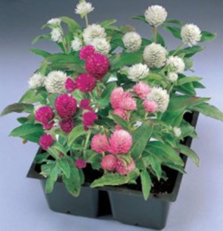 บานไม่รู้โรย (Globe Amaranth) คละ / 40 เม็ด (Ukraine)