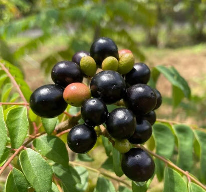 ต้น เคอรี่ลีฟ Indian curry leaves ใบกระหรี่ ใบหอมแขก ใบแกง ต้นเพาะเมล็ดในไทย