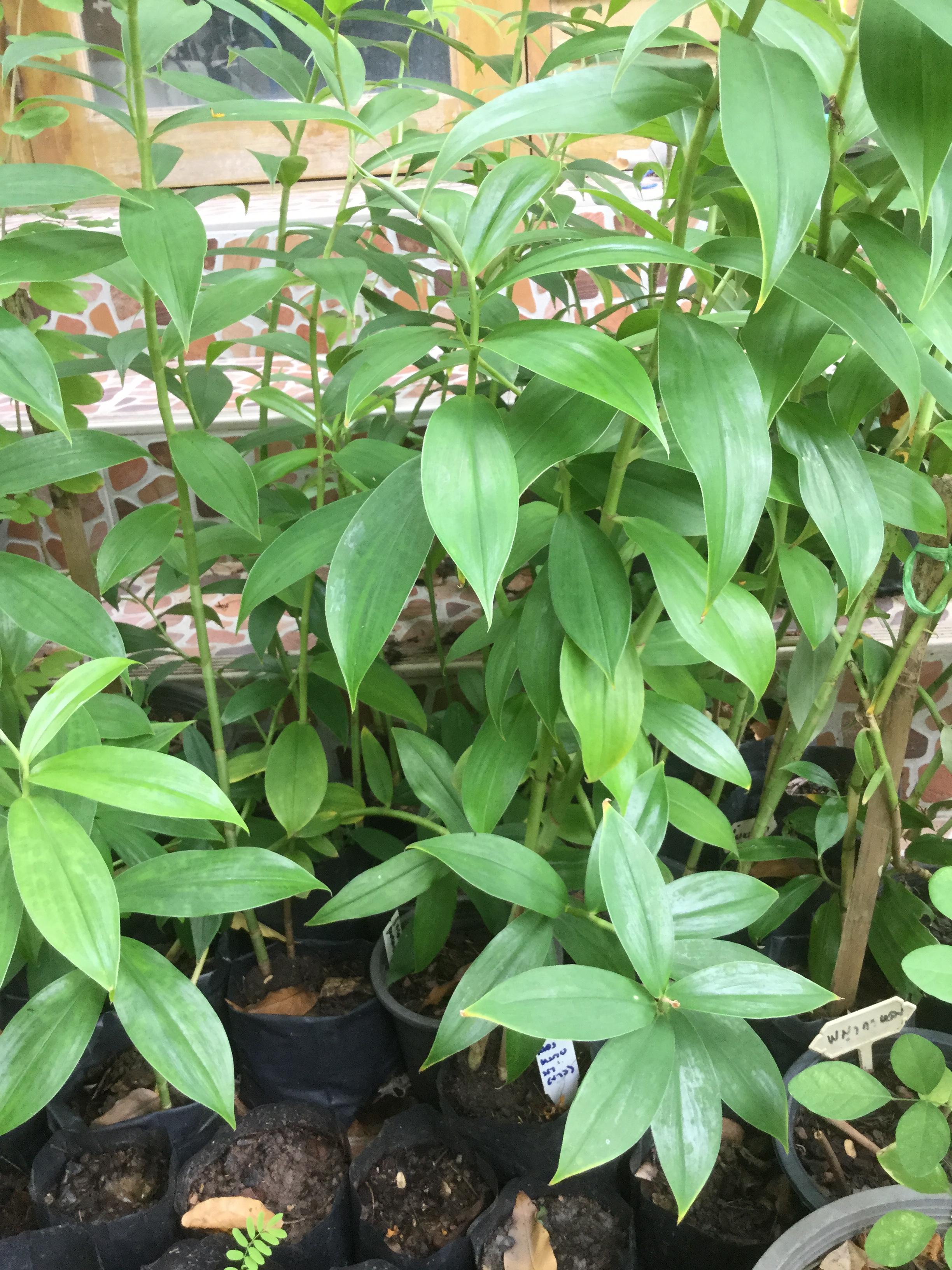 ต้นเอื้องหมายนา (Malay ginger) ดอกสีขาว สูง 60-100 ซ.ม. / ต้น