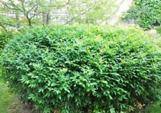 โอเรกอน เกรป (Oregon grape) / 10 เม็ด (Australia)