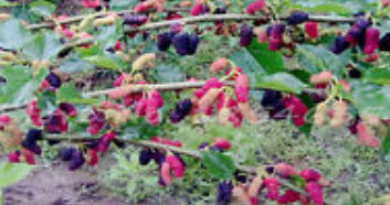 หม่อน (Mulberry) 3 สี / 100 เม็ด (นอก)