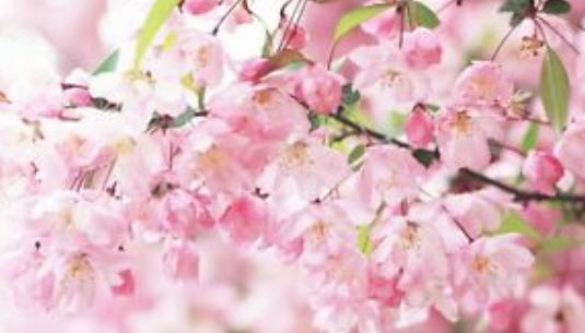 ซากุระ (Sakura / Cherry blossom) ชมพู / 10 เม็ด (S027)