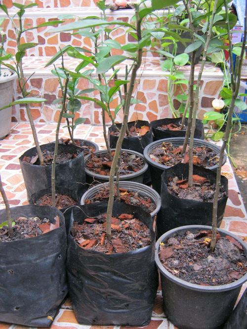 ต้นส้มโอขาวพวง ถุงดำ สูง 50-70 ซ.ม. / ต้น