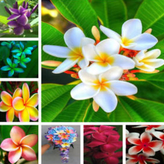 ลีลาวดี (Plumeria) คละ / 50 เม็ด (นอก)